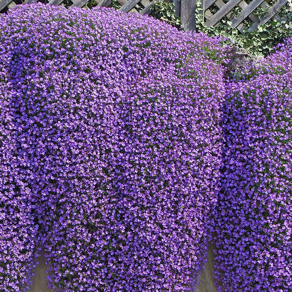 Aubrieta Cascade Blue - Aubrezia