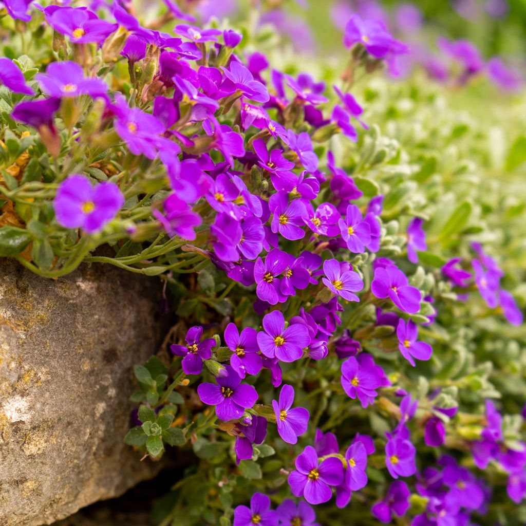 Aubrieta Cascade Red - Aubrezia