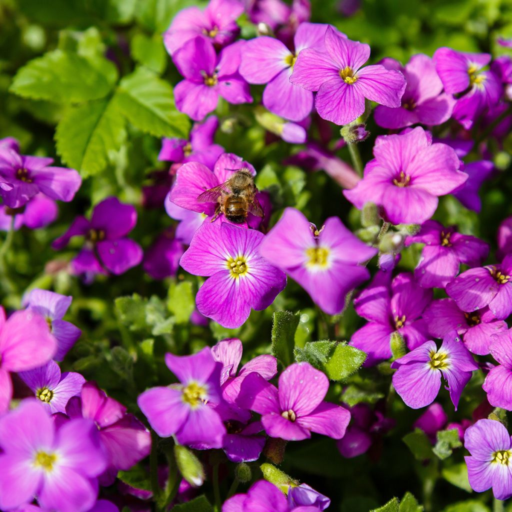 Aubrieta Cascade Red - Aubrezia