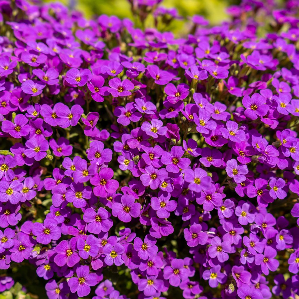 Aubrieta Cascade Red - Aubrezia