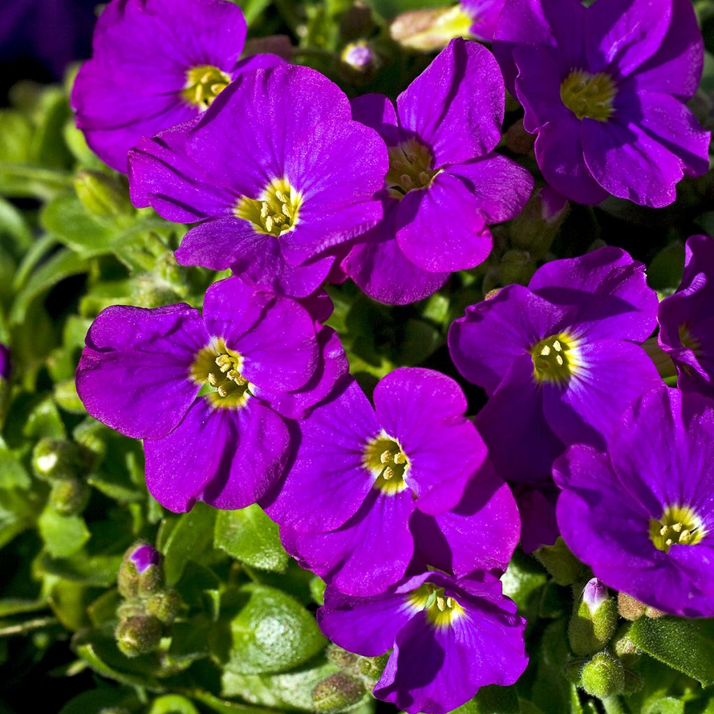 Aubrieta Cascade Purple - Aubrezia