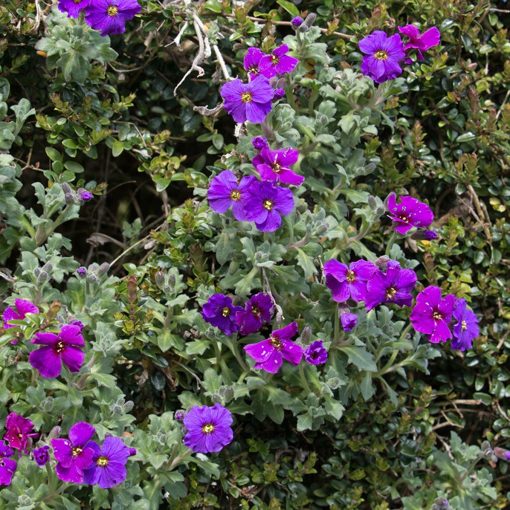 Aubrieta Cascade Purple - Aubrezia