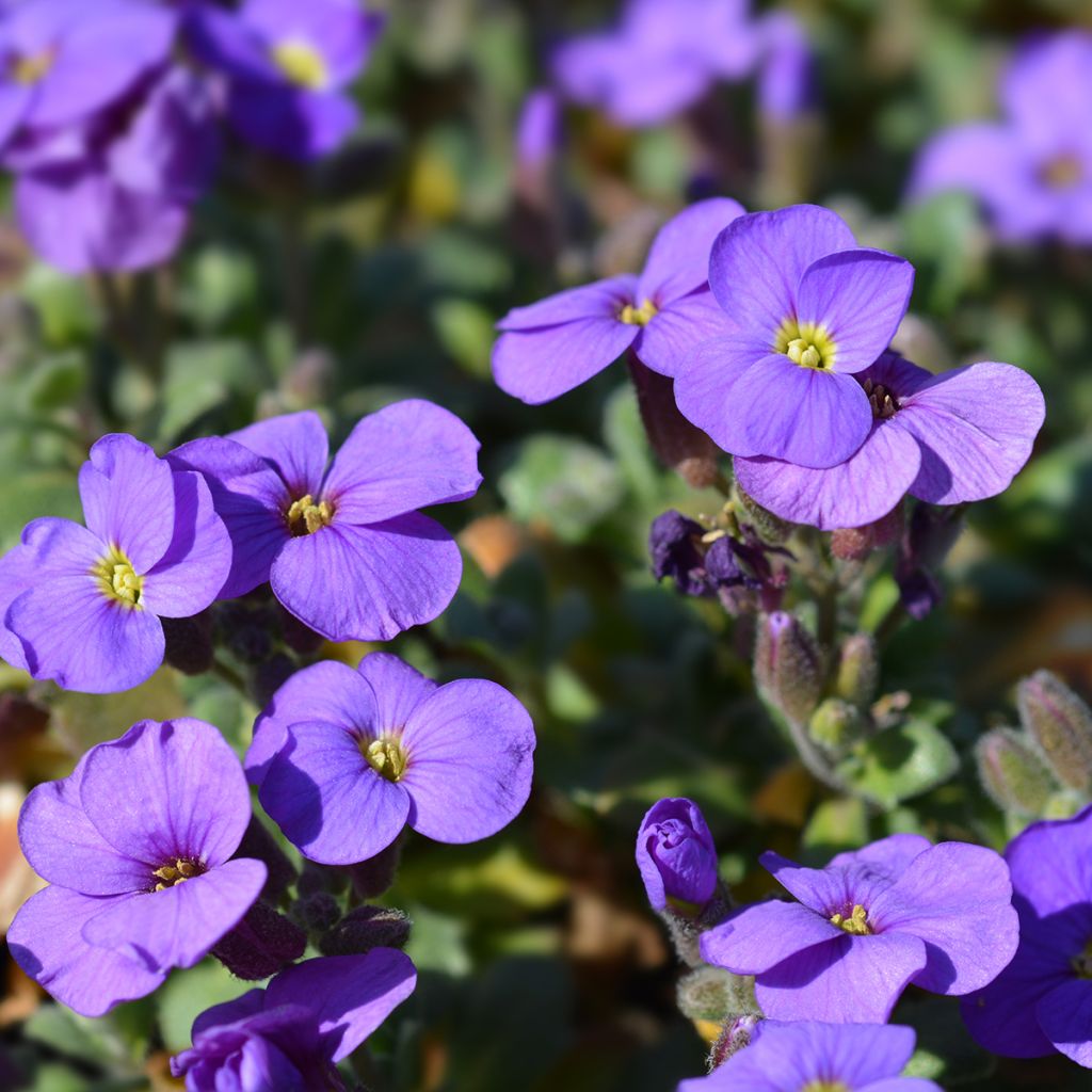 Aubrieta Cascade Purple - Aubrezia