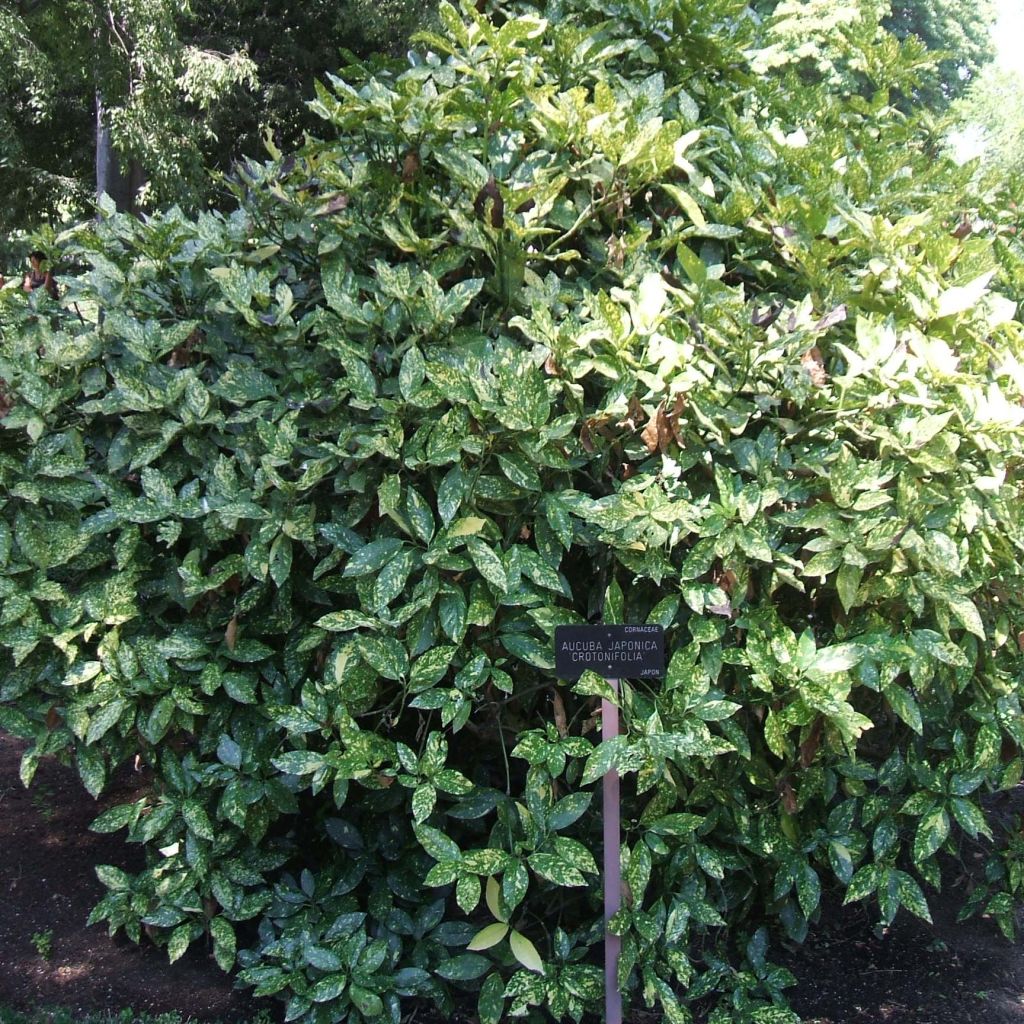 Aucuba japonica Crotonifolia