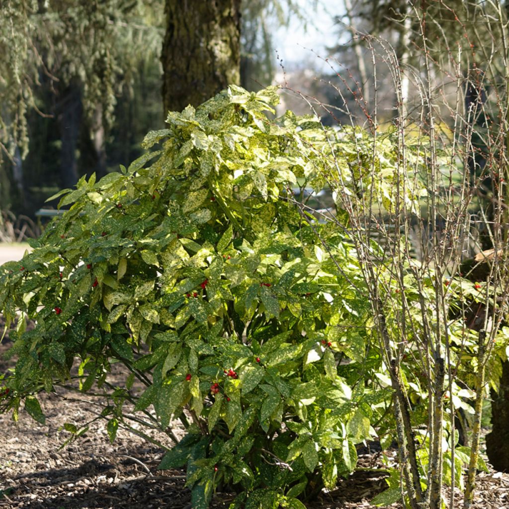 Aucuba japonica Crotonifolia