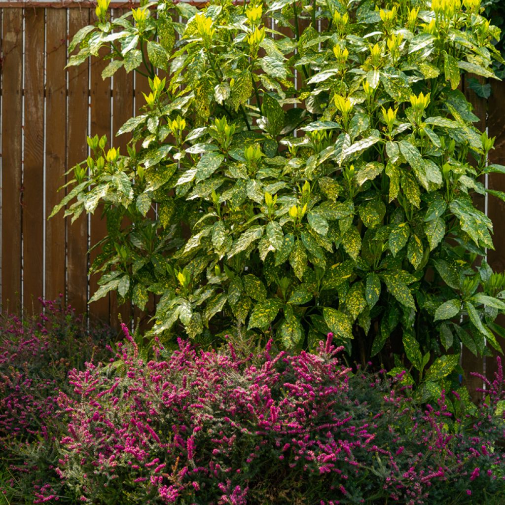 Aucuba japonica Variegata