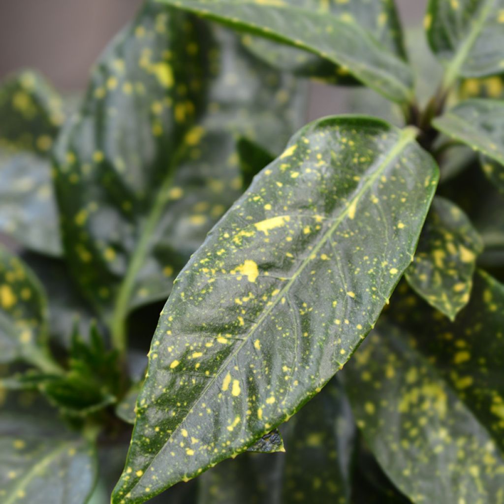 Aucuba japonica Variegata