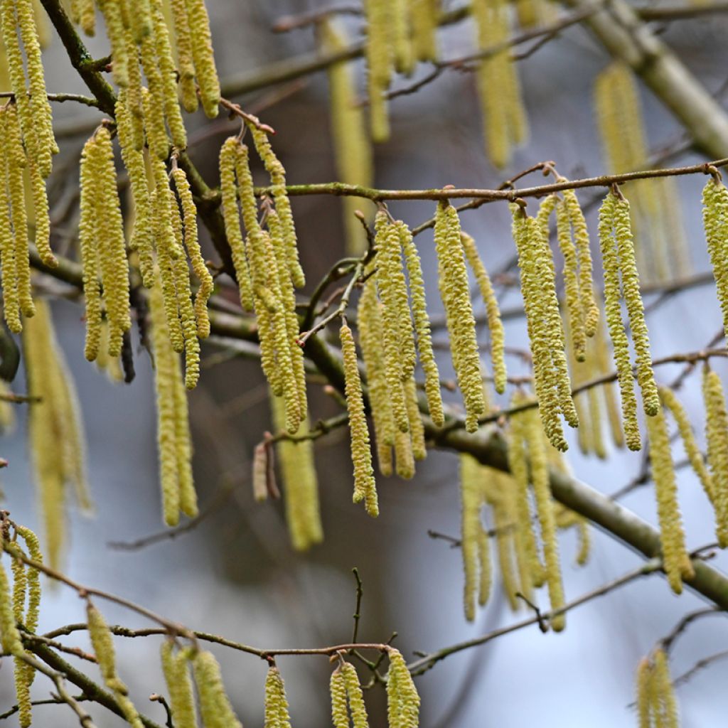 Alnus glutinosa - Ontano comune