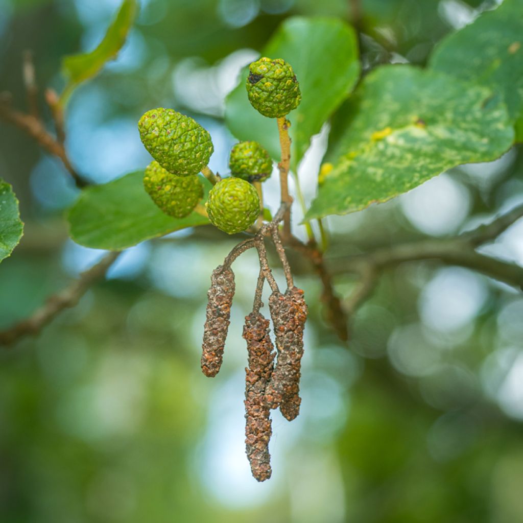 Alnus glutinosa - Ontano comune