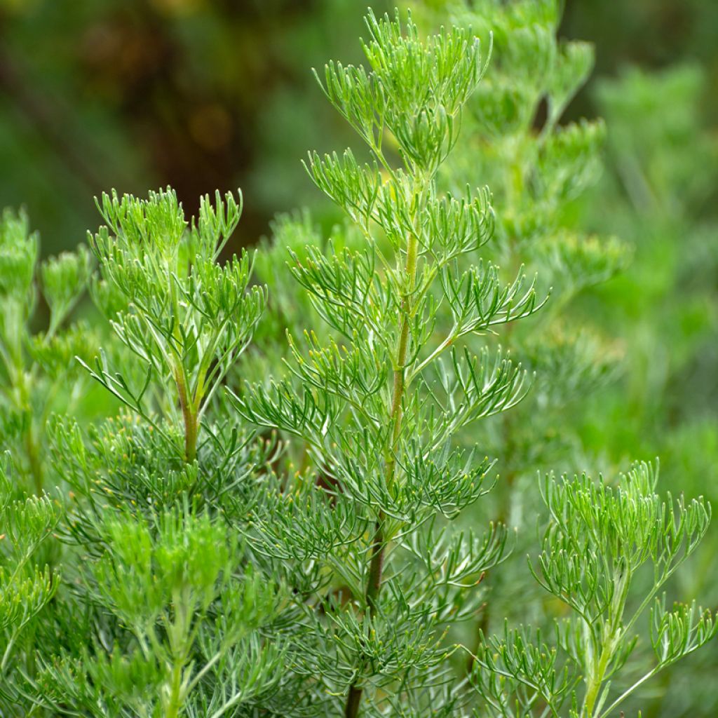 Artemisia abrotanum - Abrotano