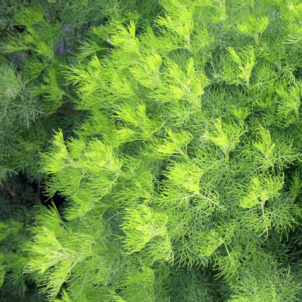 Artemisia abrotanum - Abrotano