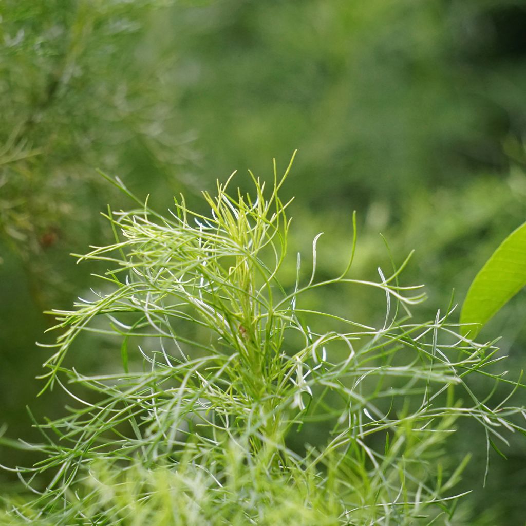 Artemisia abrotanum - Abrotano