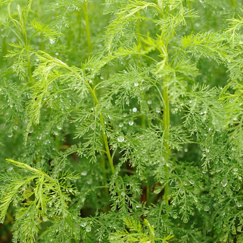 Artemisia abrotanum - Abrotano