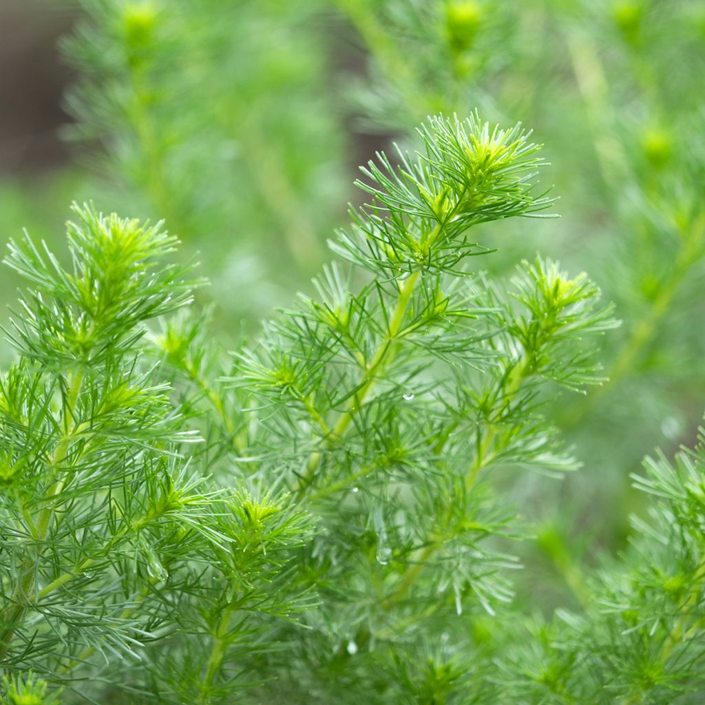 Artemisia abrotanum - Abrotano