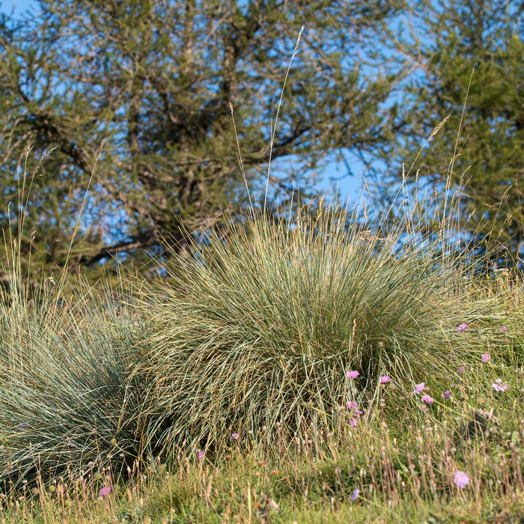 Helictotrichon sempervirens - Avena verdeggiante