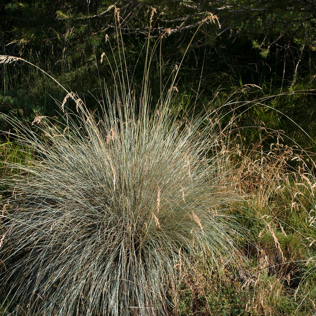 Helictotrichon sempervirens - Avena verdeggiante