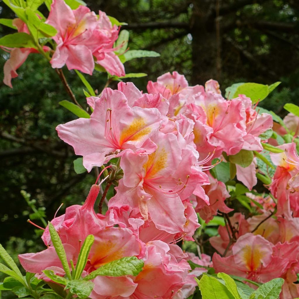 Azalée de Chine Cecile - Azalea mollis