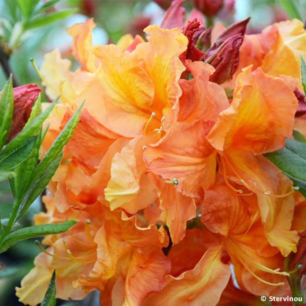 Azalea mollis Demoiselles de Boutiguery Idylla