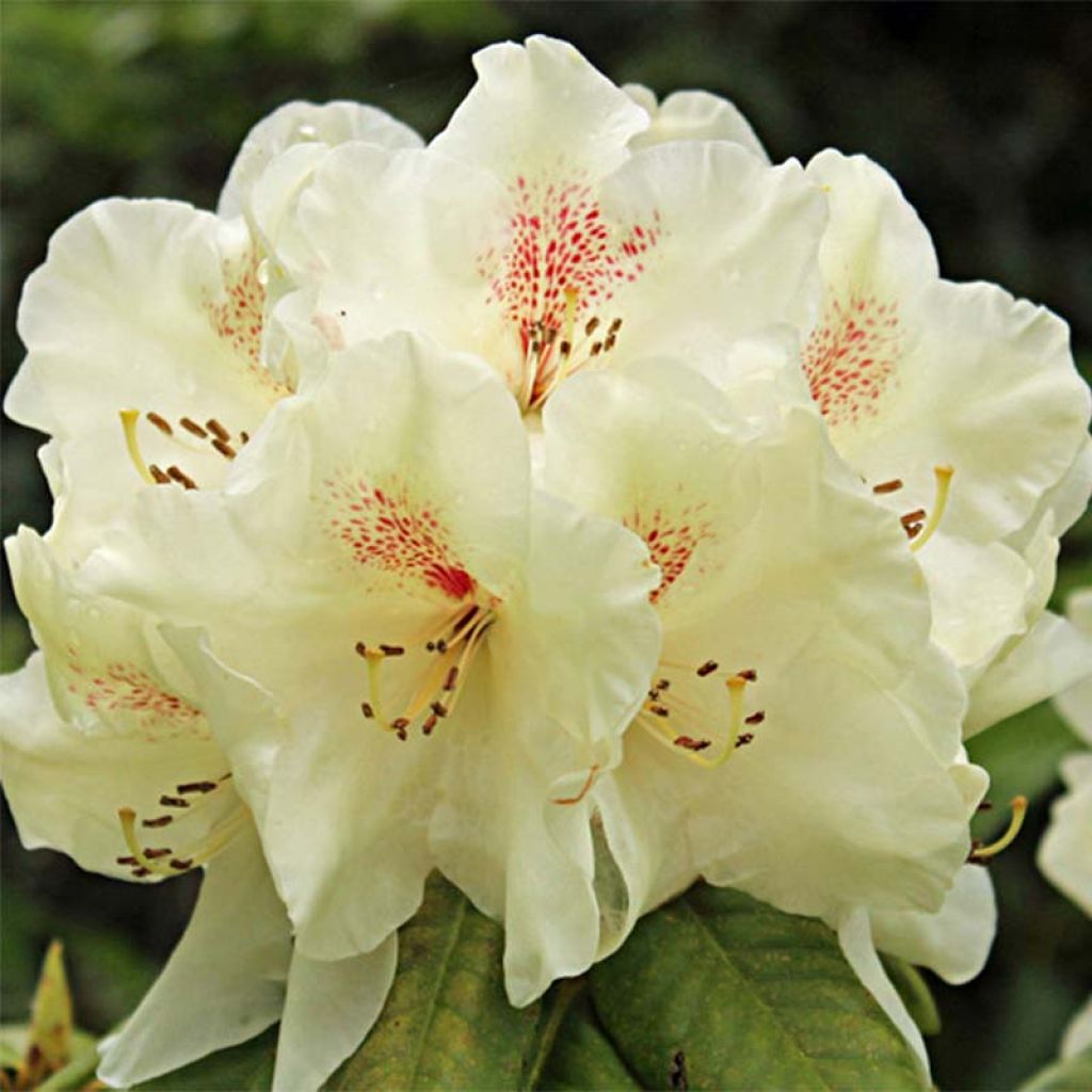 Azalea mollis Harvest Moon