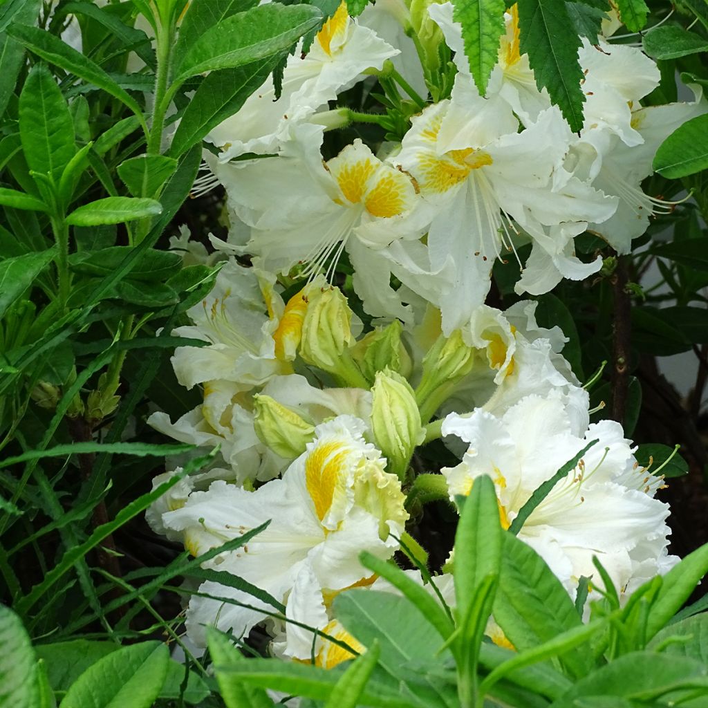 Azalée de Chine Mount Rainier - Rhododendron hybride