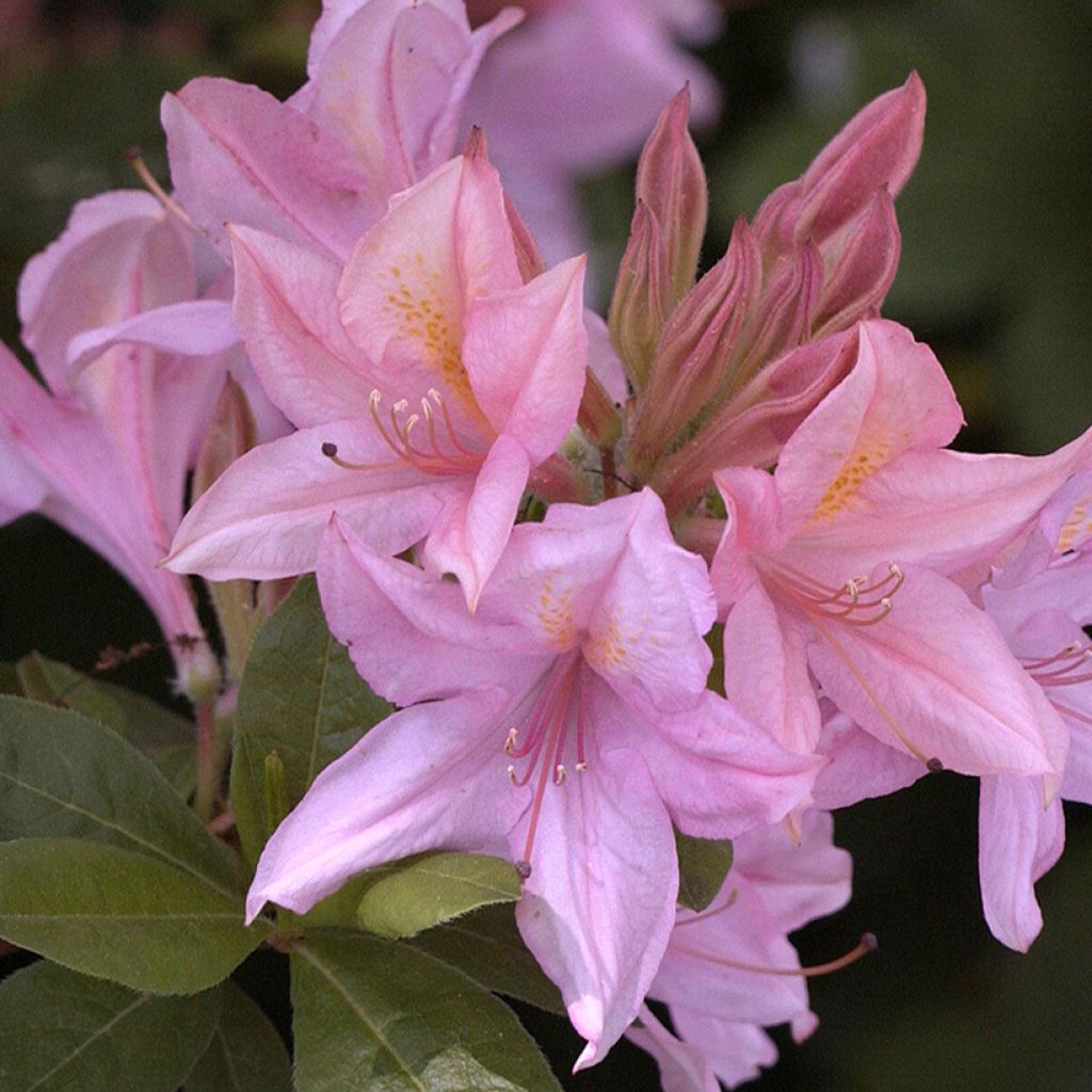 Azalea Soir de Paris