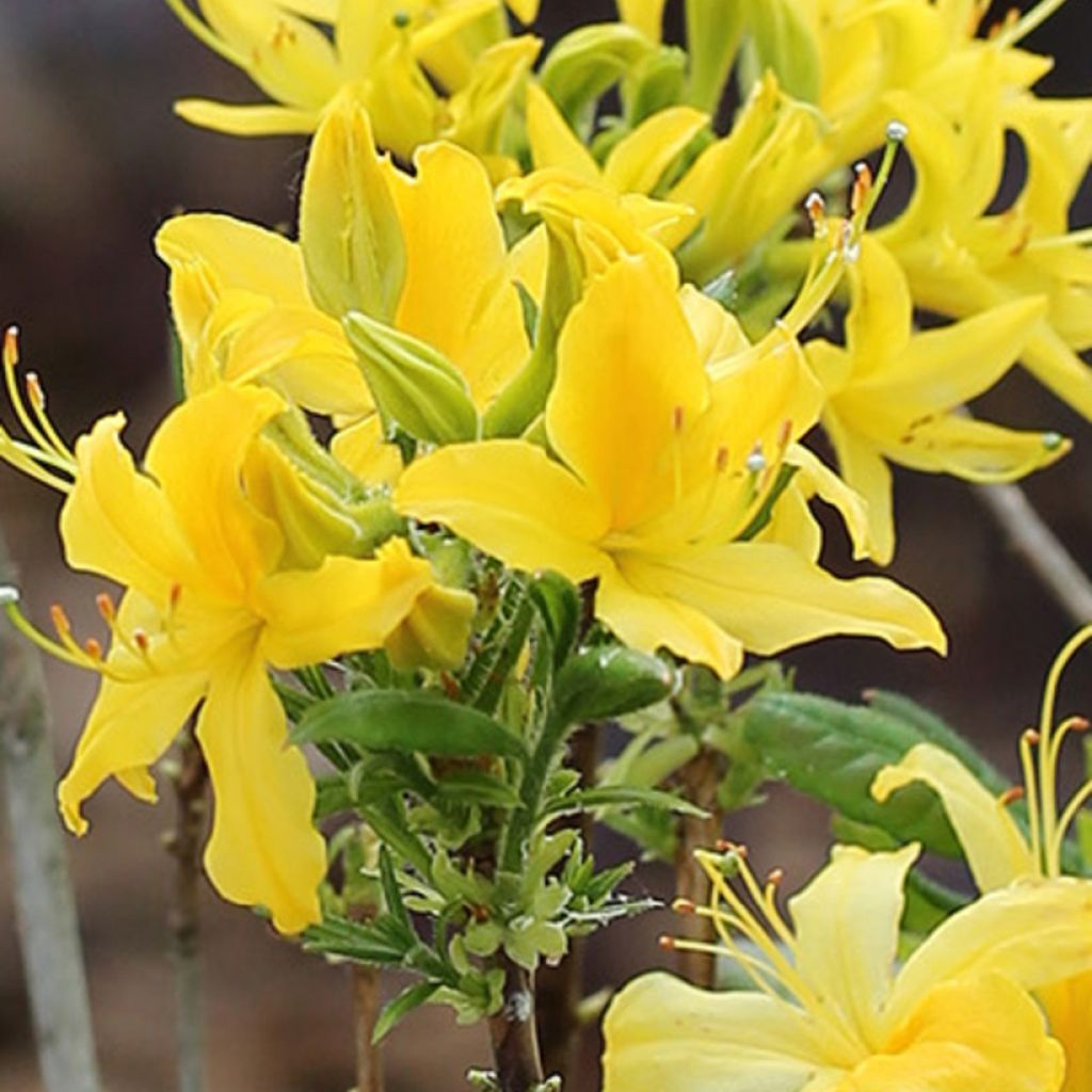 Azalea austrinum