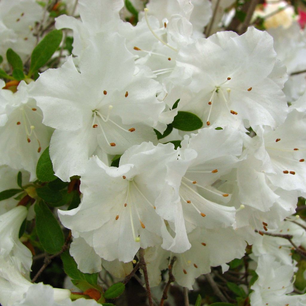 Azalea obtusum Adonis