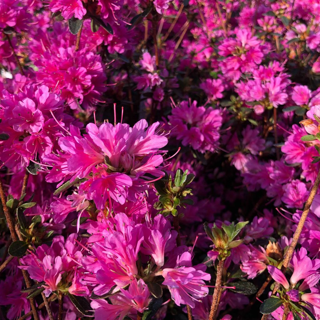 Azalée du Japon Amoena - Rhododendron hybride