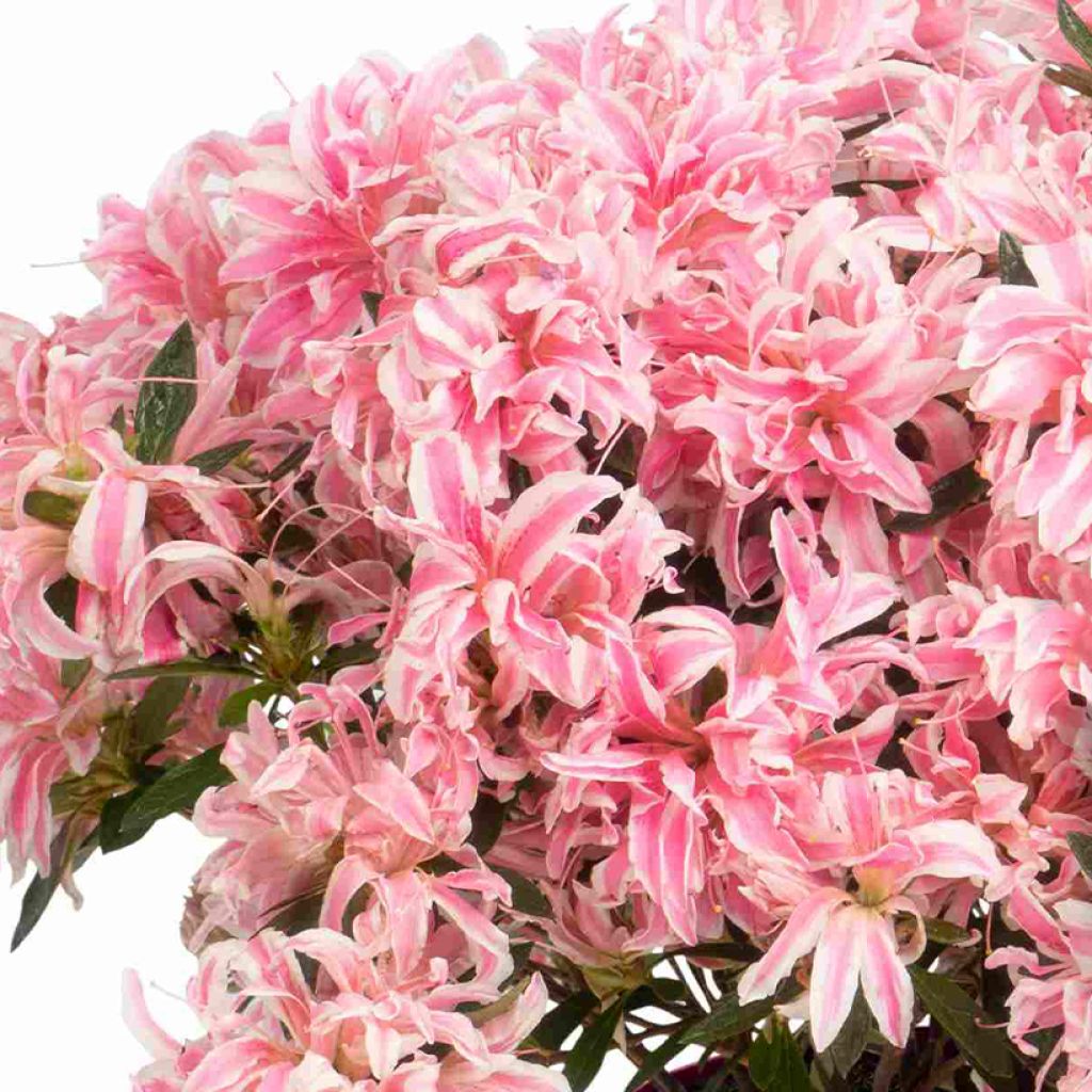 Azalea obtusum Pink Spider