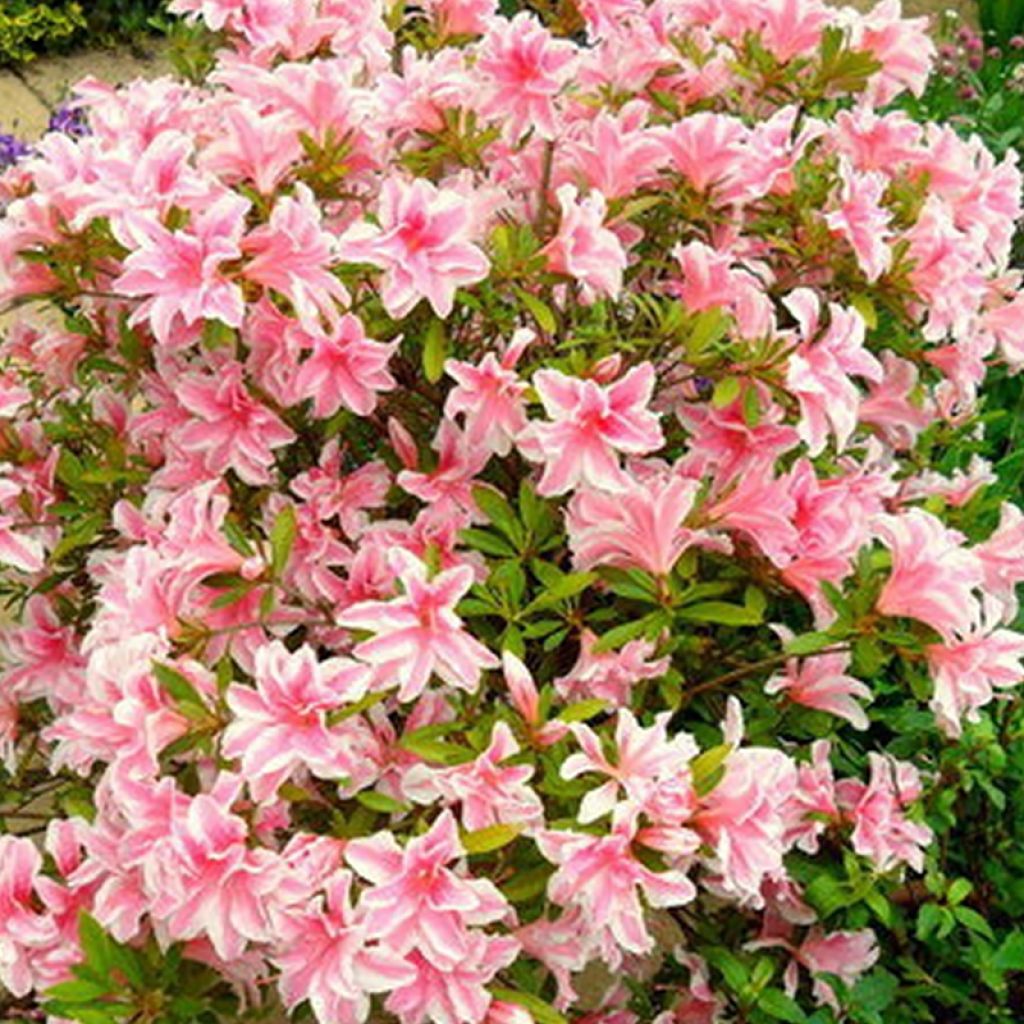 Azalea japonica Melle