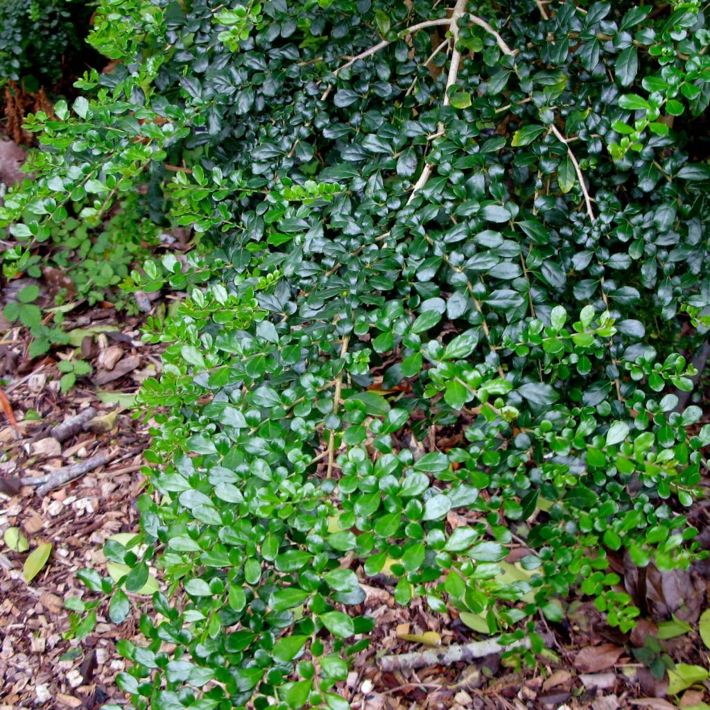 Azara microphylla