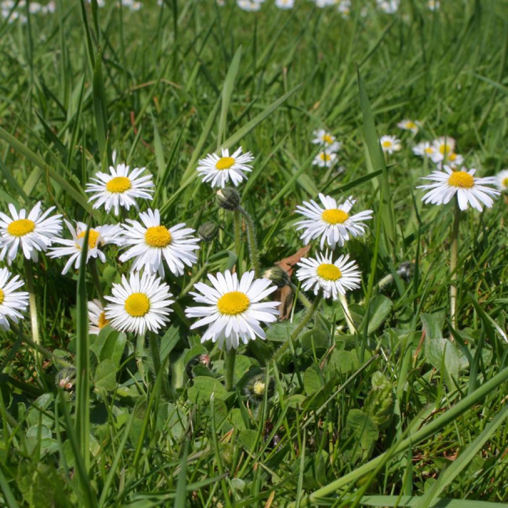 Bellis perennis - Pratolina comune