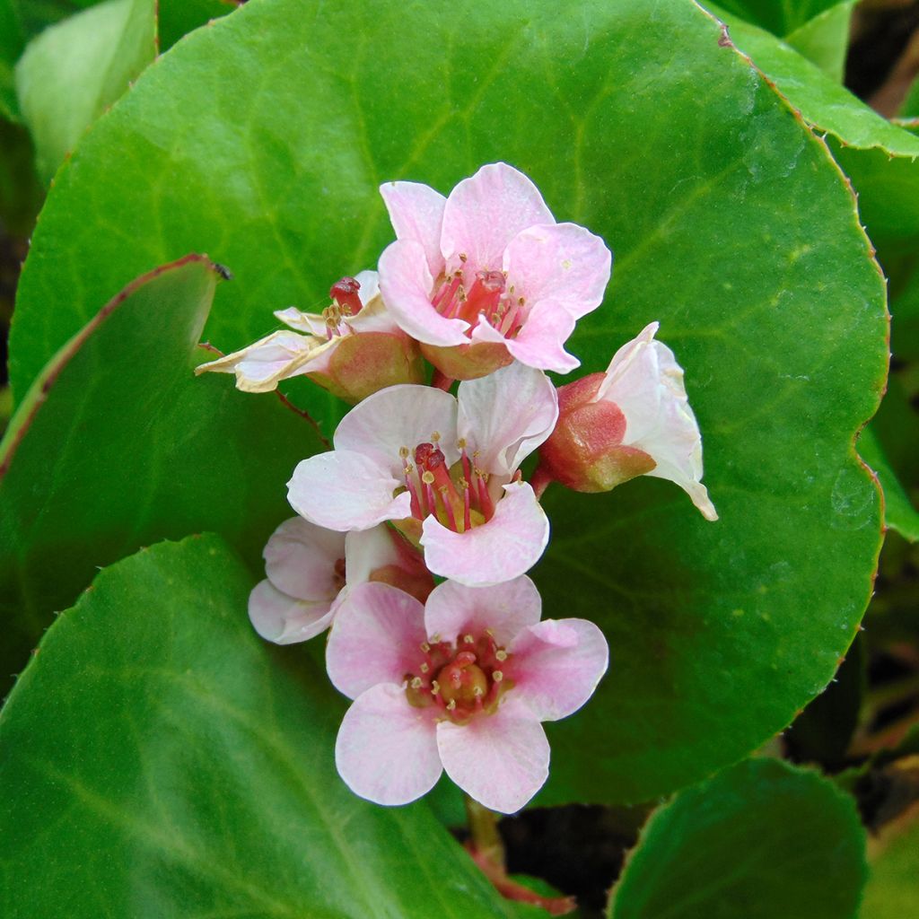 Bergenia hybride Harzkristall