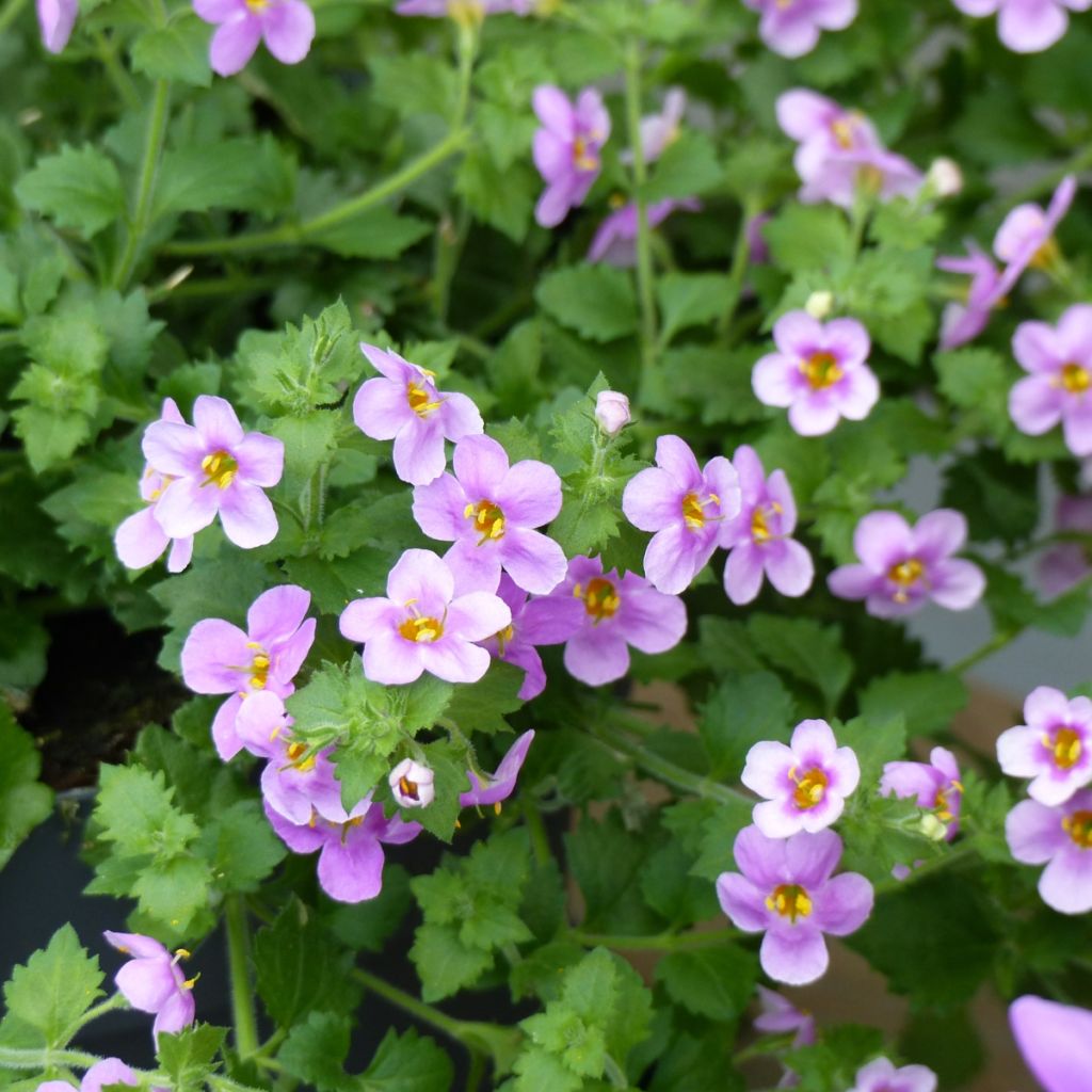 Bacopa Scopia Gulliver Pink Heart Improved