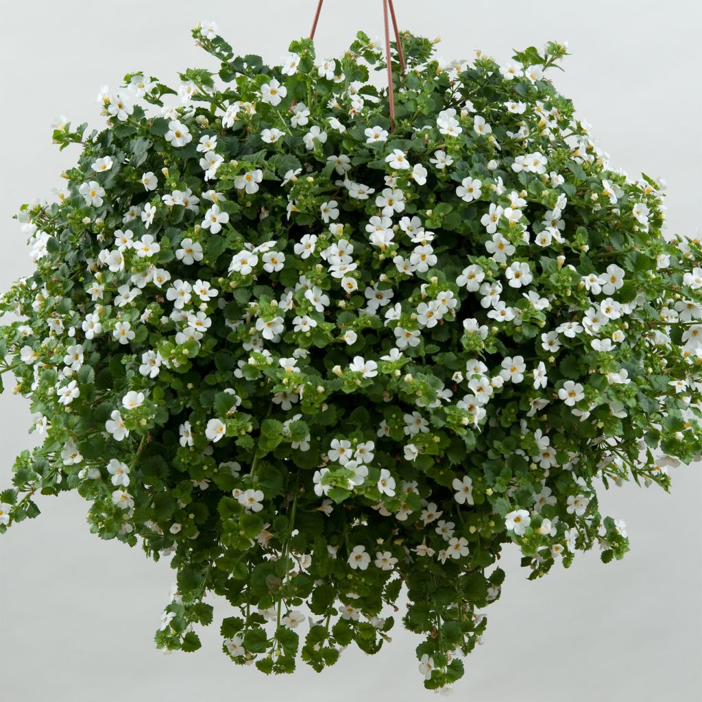 Bacopa Gulliver Dynamic White  - Sutera cordata