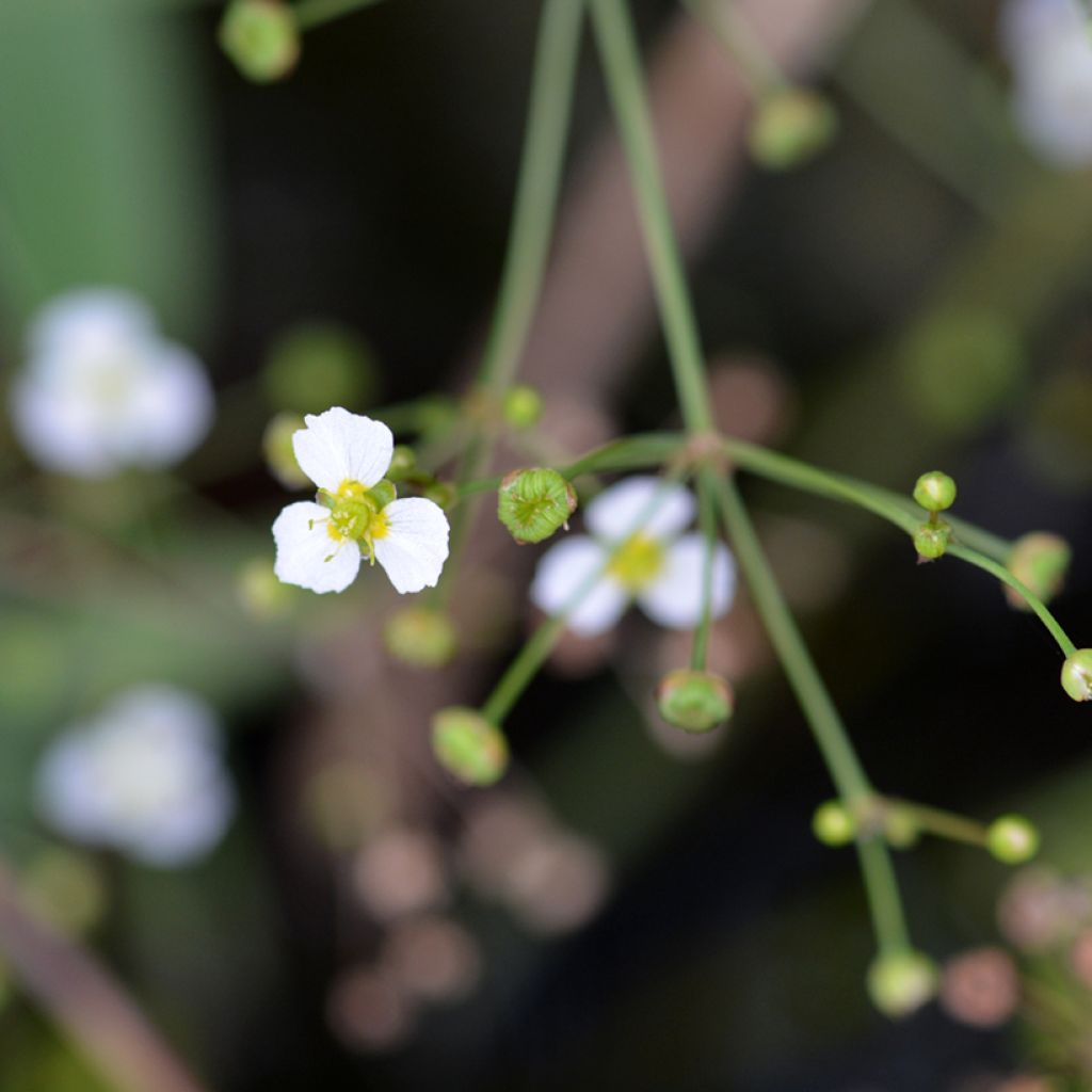 Baldellia ranunculoides - Alisma ou Plantain d'eau fausse-renoncule 