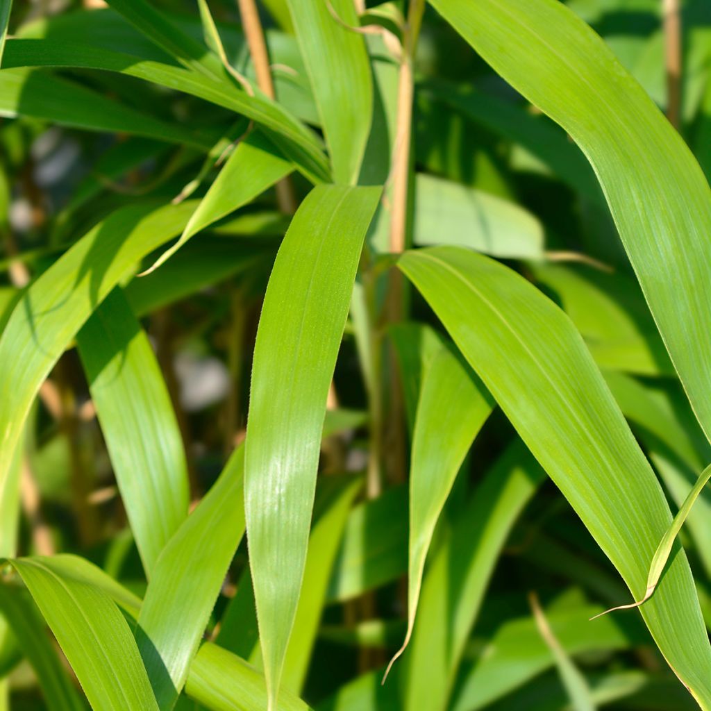 Pseudosasa japonica - Bambusa Metake