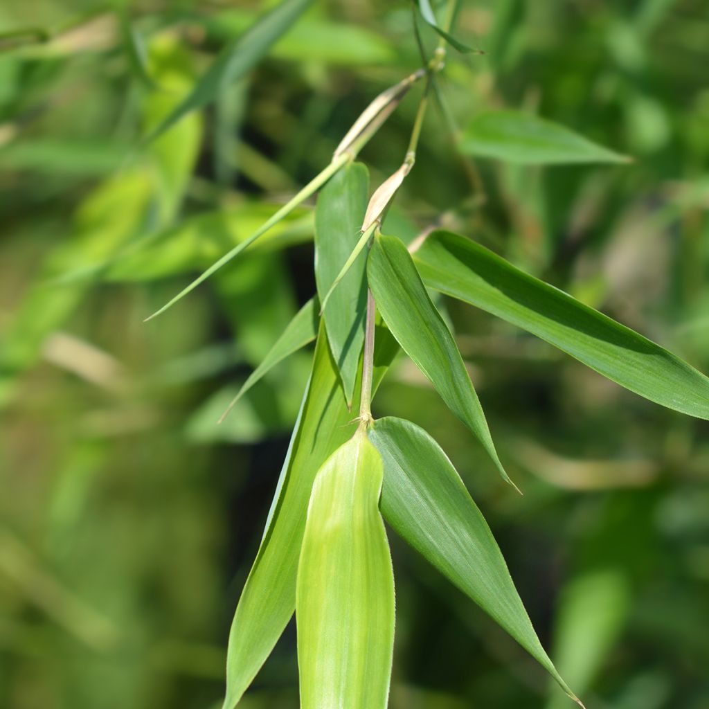 Phyllostachys bissetii - Bambù