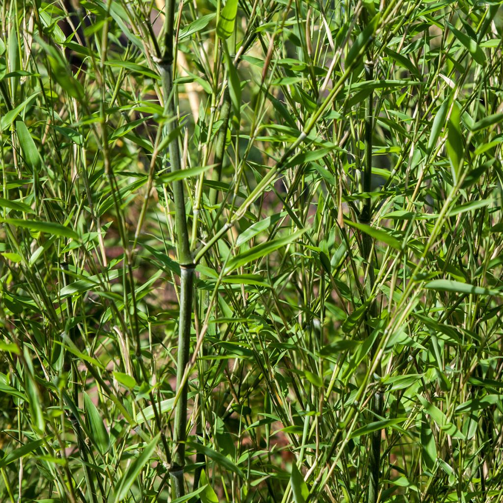 Phyllostachys bissetii - Bambù