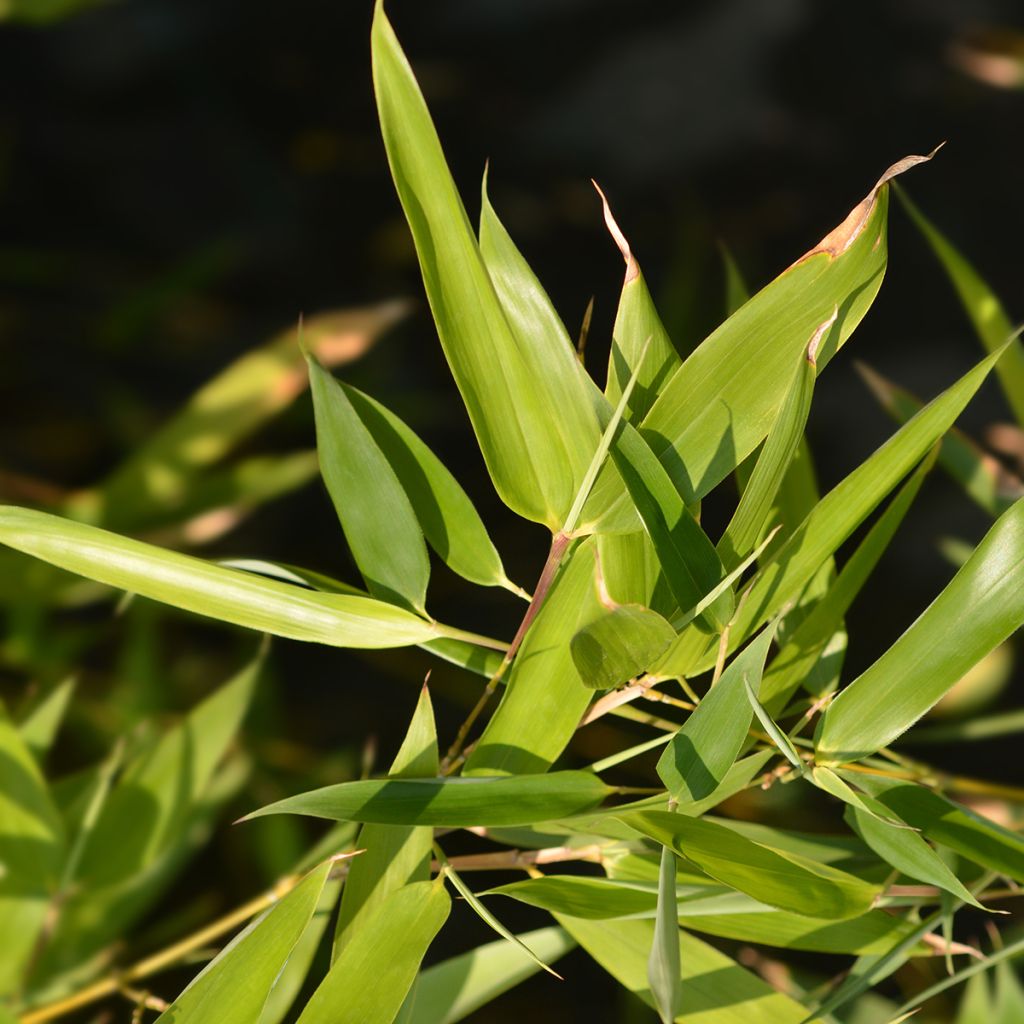 Phyllostachys bissetii - Bambù