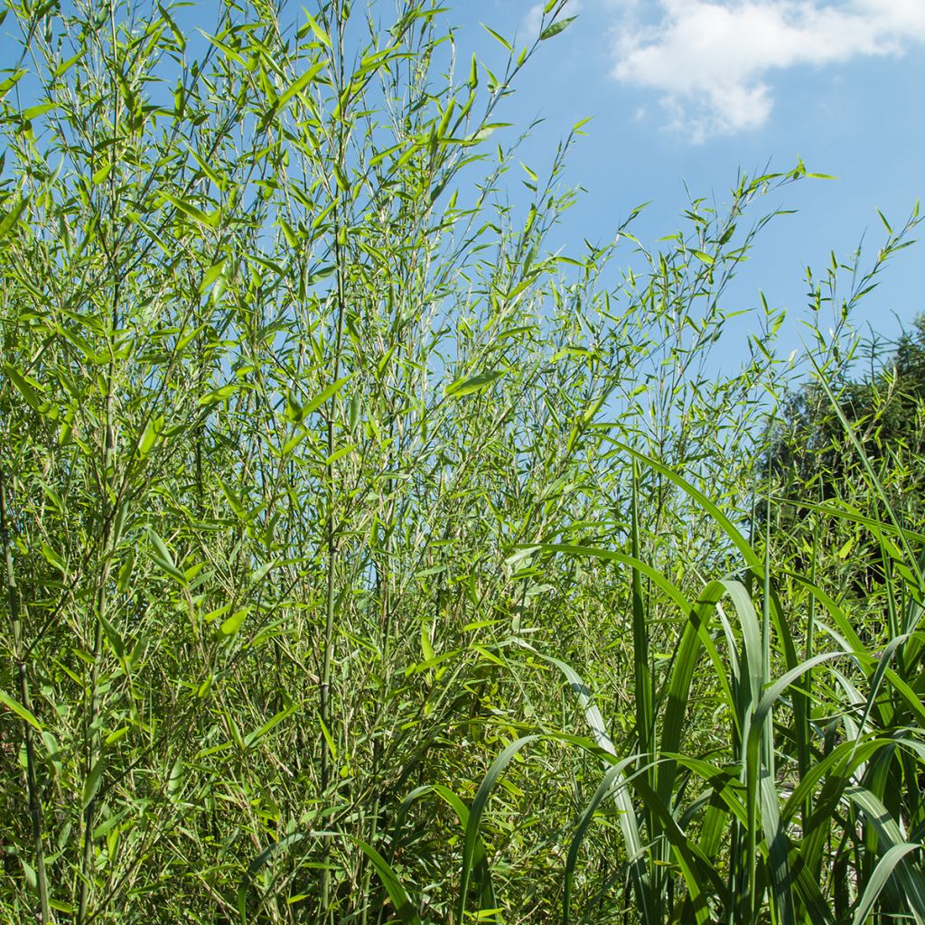 Phyllostachys bissetii - Bambù