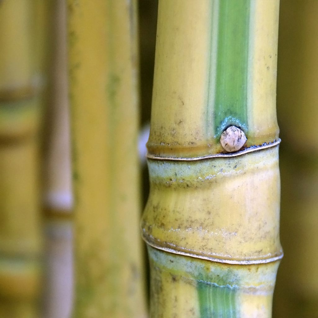 Phyllostachys aurea Koï - Bambù dorato