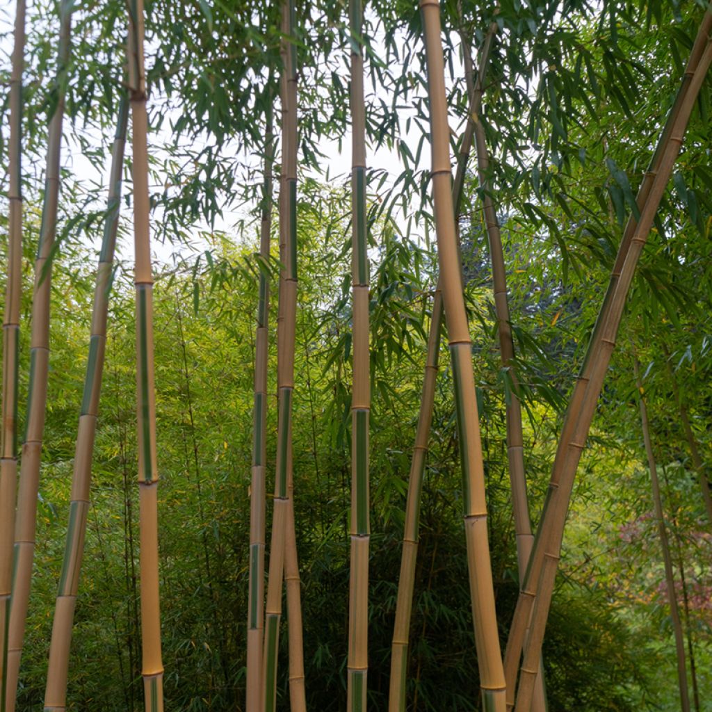 Phyllostachys aurea Koï - Bambù dorato