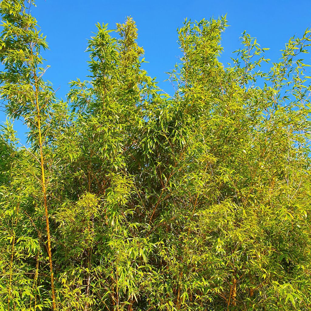 Phyllostachys aurea - Bambù dorato