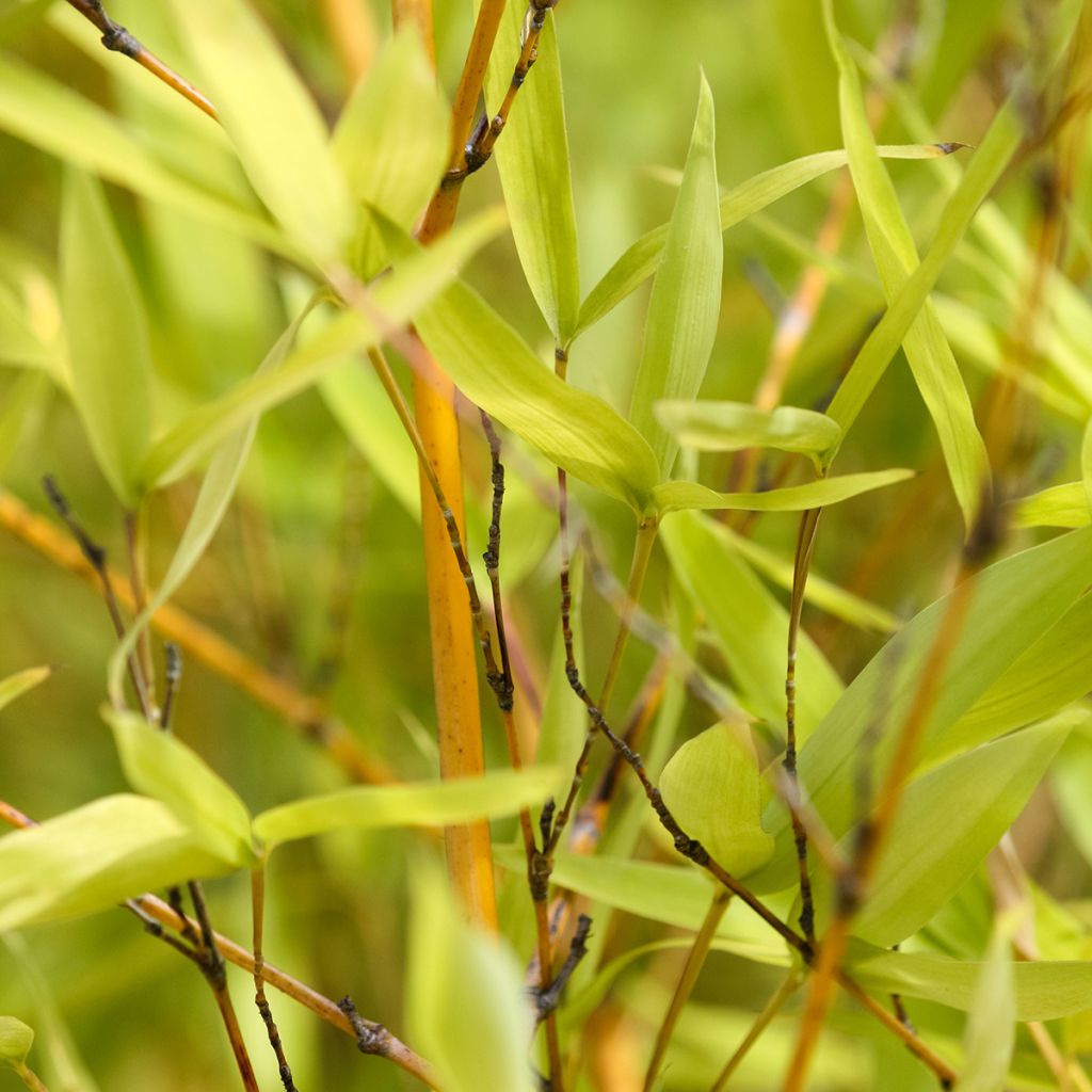 Phyllostachys aurea - Bambù dorato