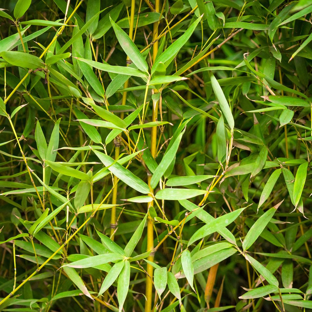 Phyllostachys aurea - Bambù dorato