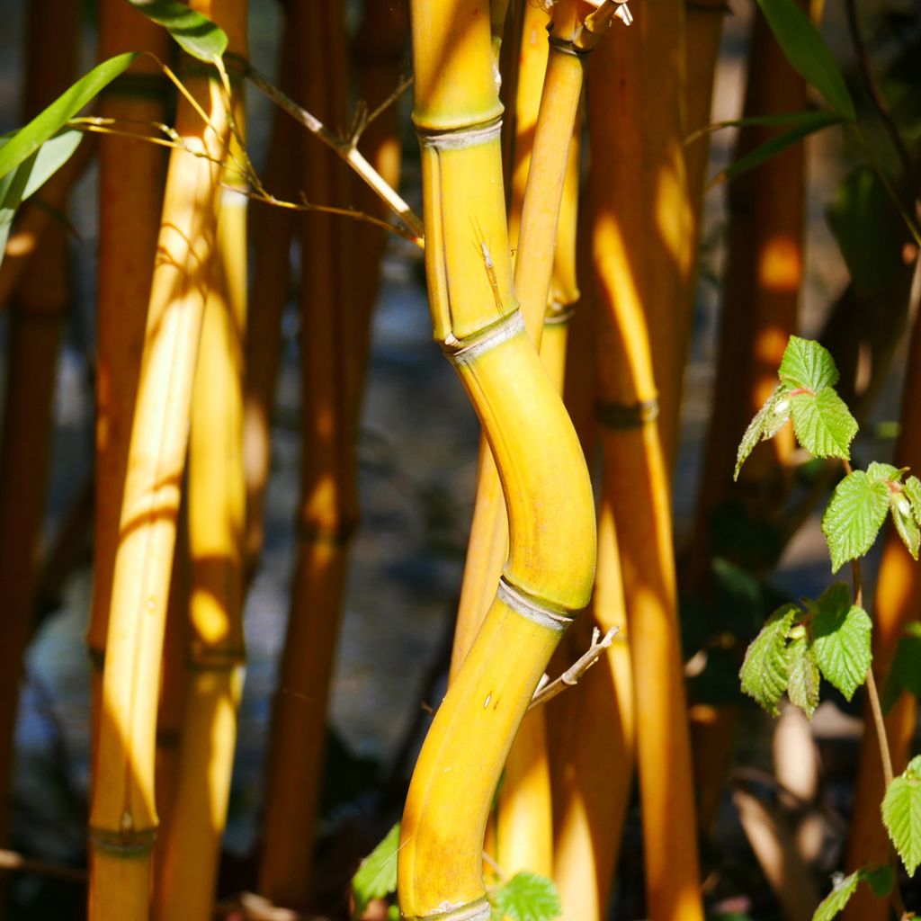 Phyllostachys aureosulcata Aureocaulis - Bambù aureosulcato