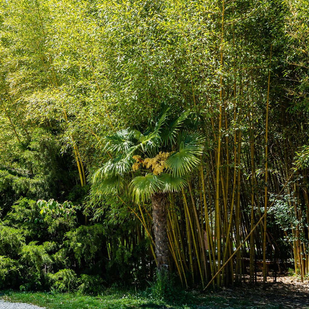 Phyllostachys aureosulcata Aureocaulis - Bambù aureosulcato