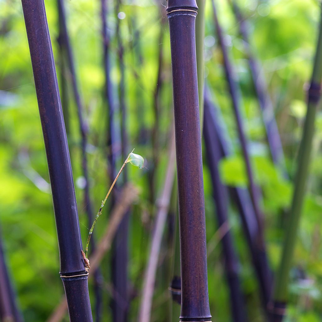 Phyllostachys nigra - Bambù nero