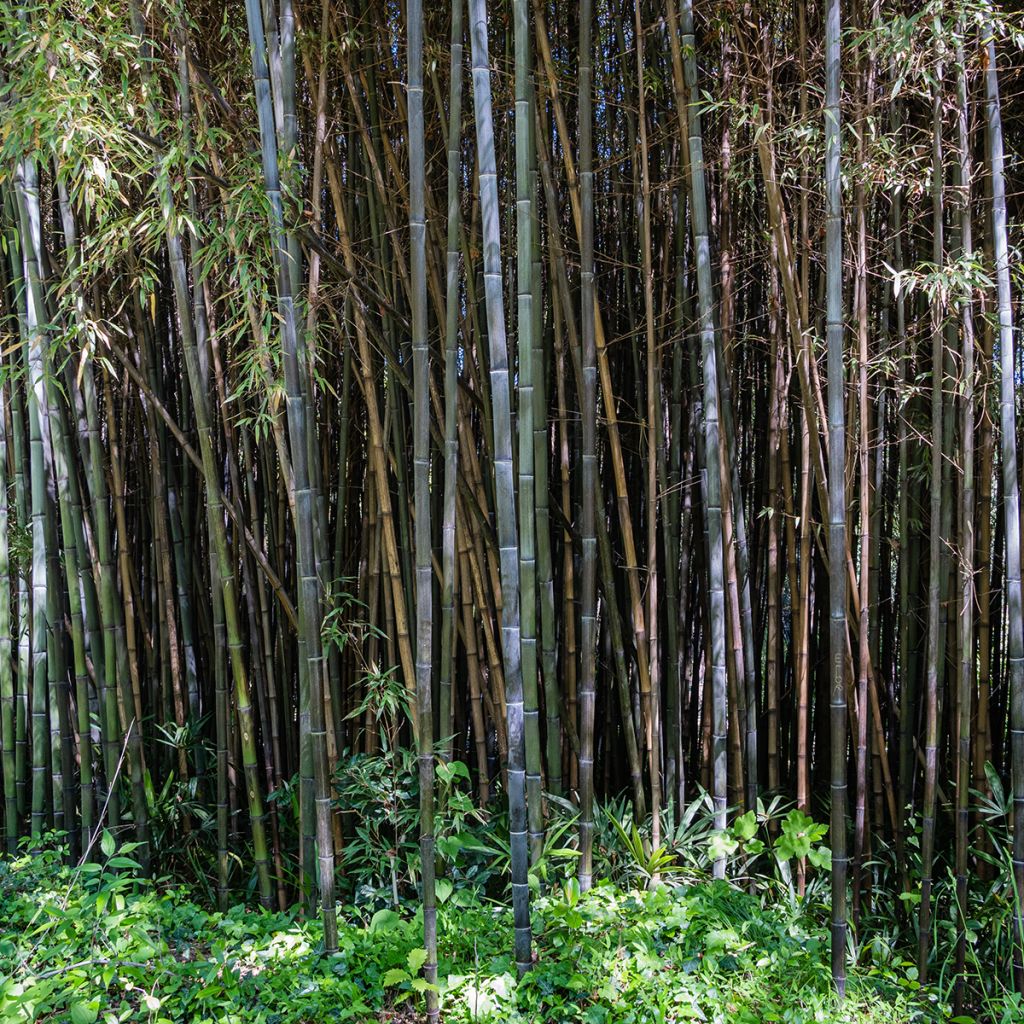 Phyllostachys nigra - Bambù nero